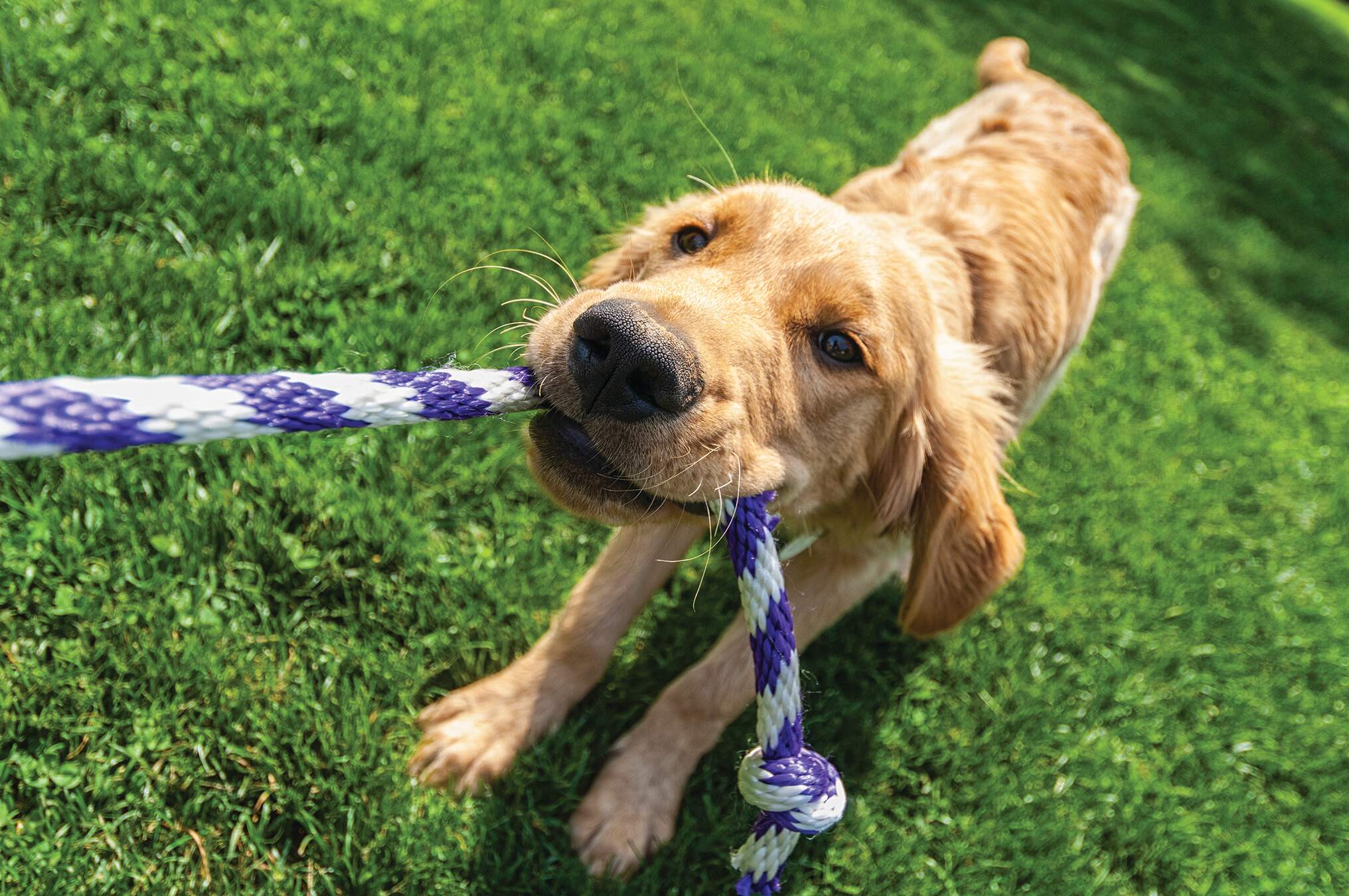 Puppy golden retriever with a blue and white rope in its mouth playing tug-of-war on grass. He is looking right at the camera and has a grin on his face. New pet-friendly apartment homes for rent with private fenced backyards in Ellenton, FL, near Sarasota, FL with pool, dog park, pickleball court, gym, clubhouse and gated community. *No breed or weight restrictions. Yardly Ellenton